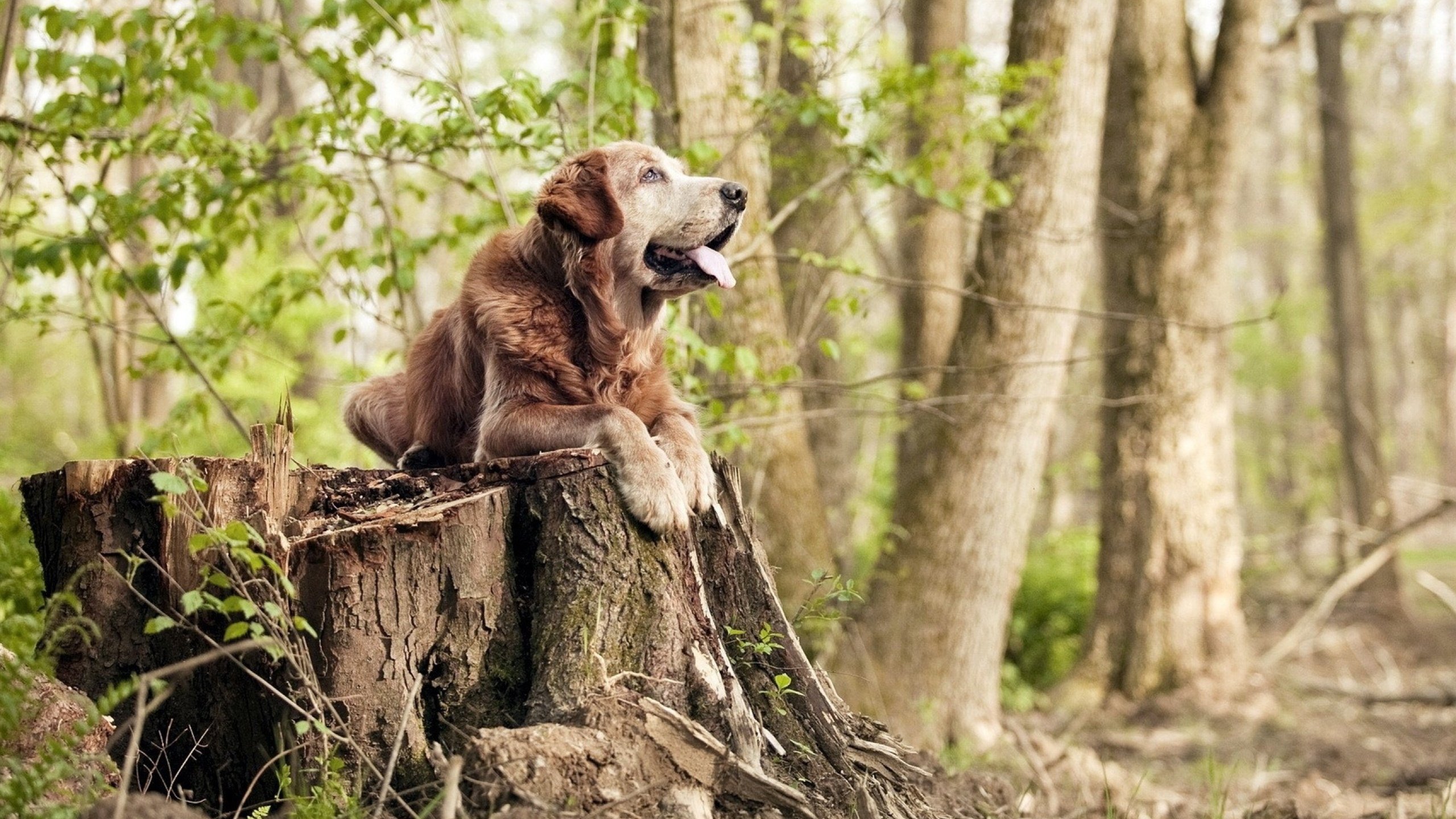 罗马尼亚队赛制策略解读:团体赛中的队员配置与战术选择,罗马尼亚足球联赛规则