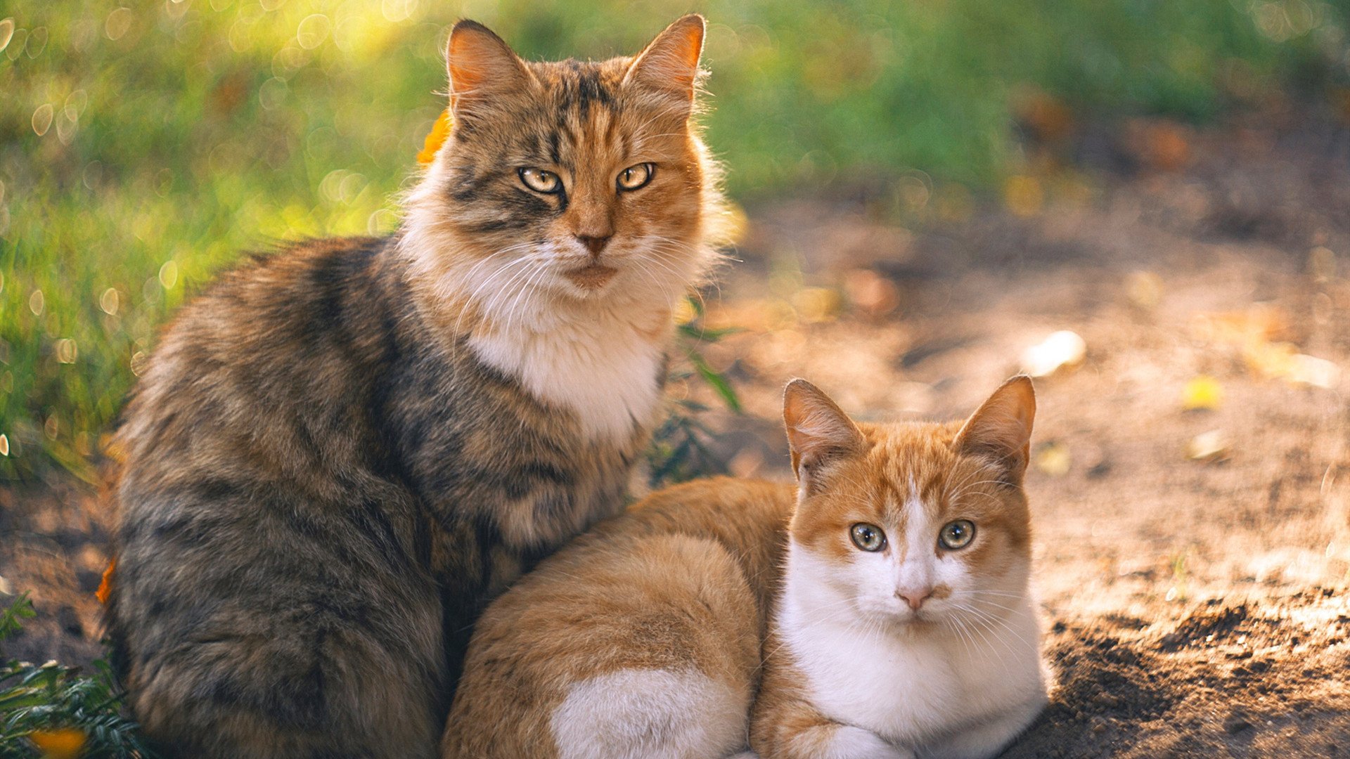 “帕布罗·马特拉：从防守到进攻，阿根廷美洲狮队的全能领导者”