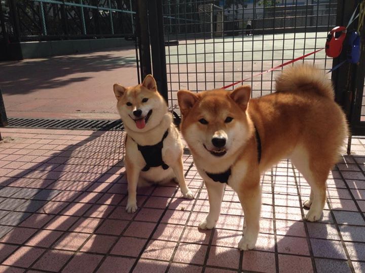 体育新闻中心通告暑期青少年体能培训课程信息,青少年体能训练营海报