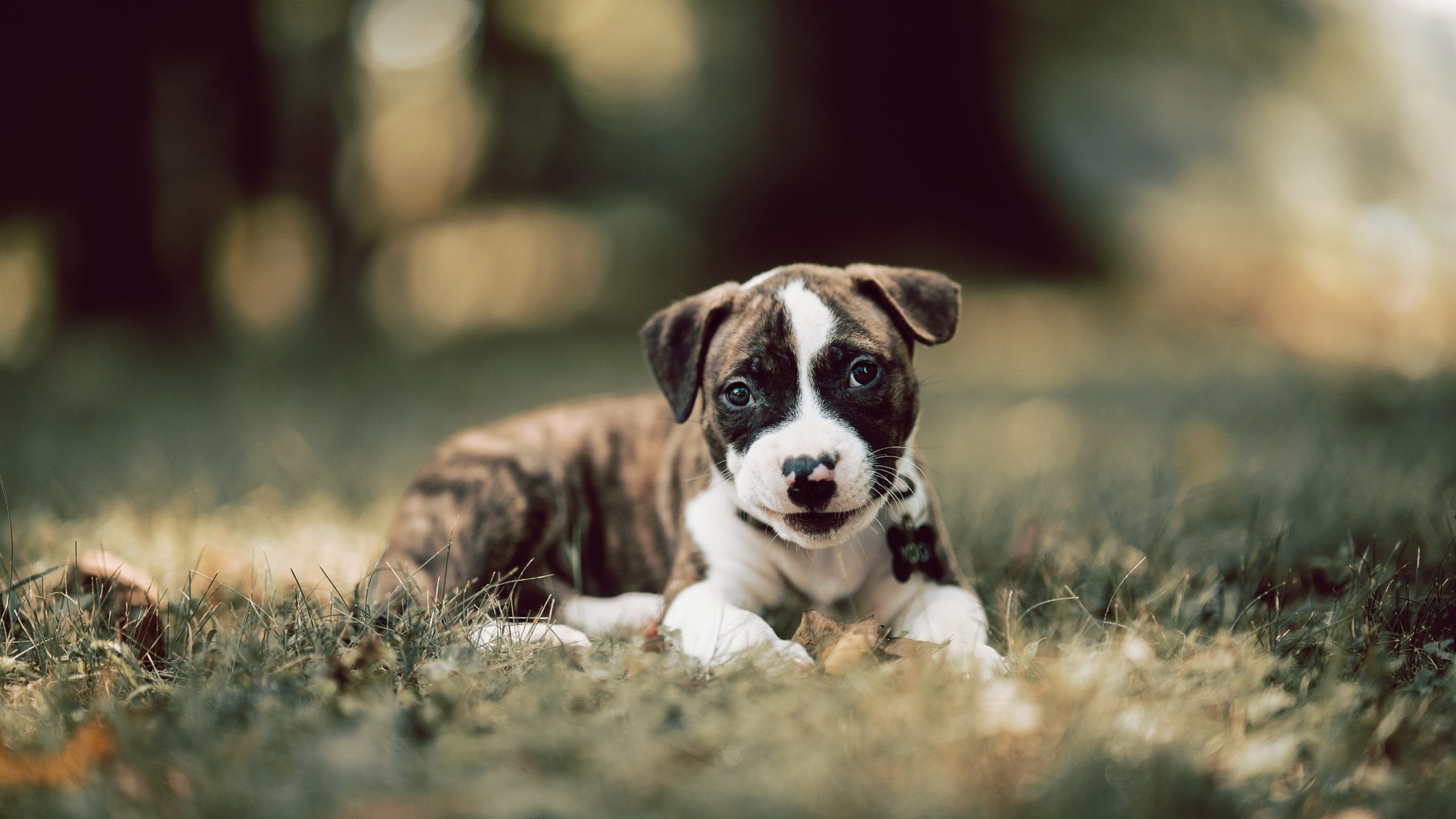 基层橄榄球发展迅速,澳大利亚青训体系全面升级,澳大利亚英式橄榄球联赛