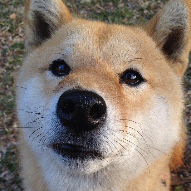 开云app-奥卡拉汉决赛中段加速领跑赛道，奥卡拉在哪里