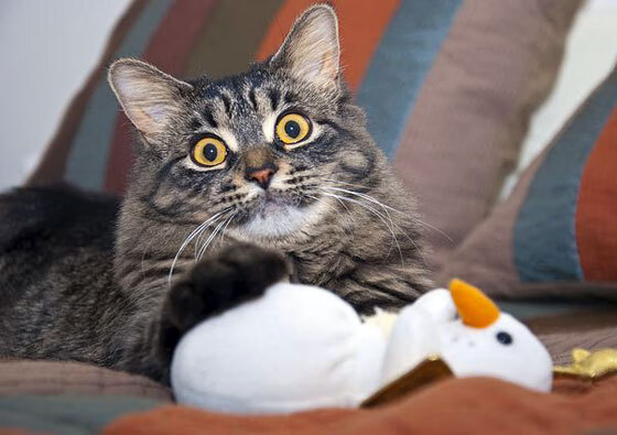 快船防守轮转到位成功逼迫对手失误,谁是快船更好的防守球员