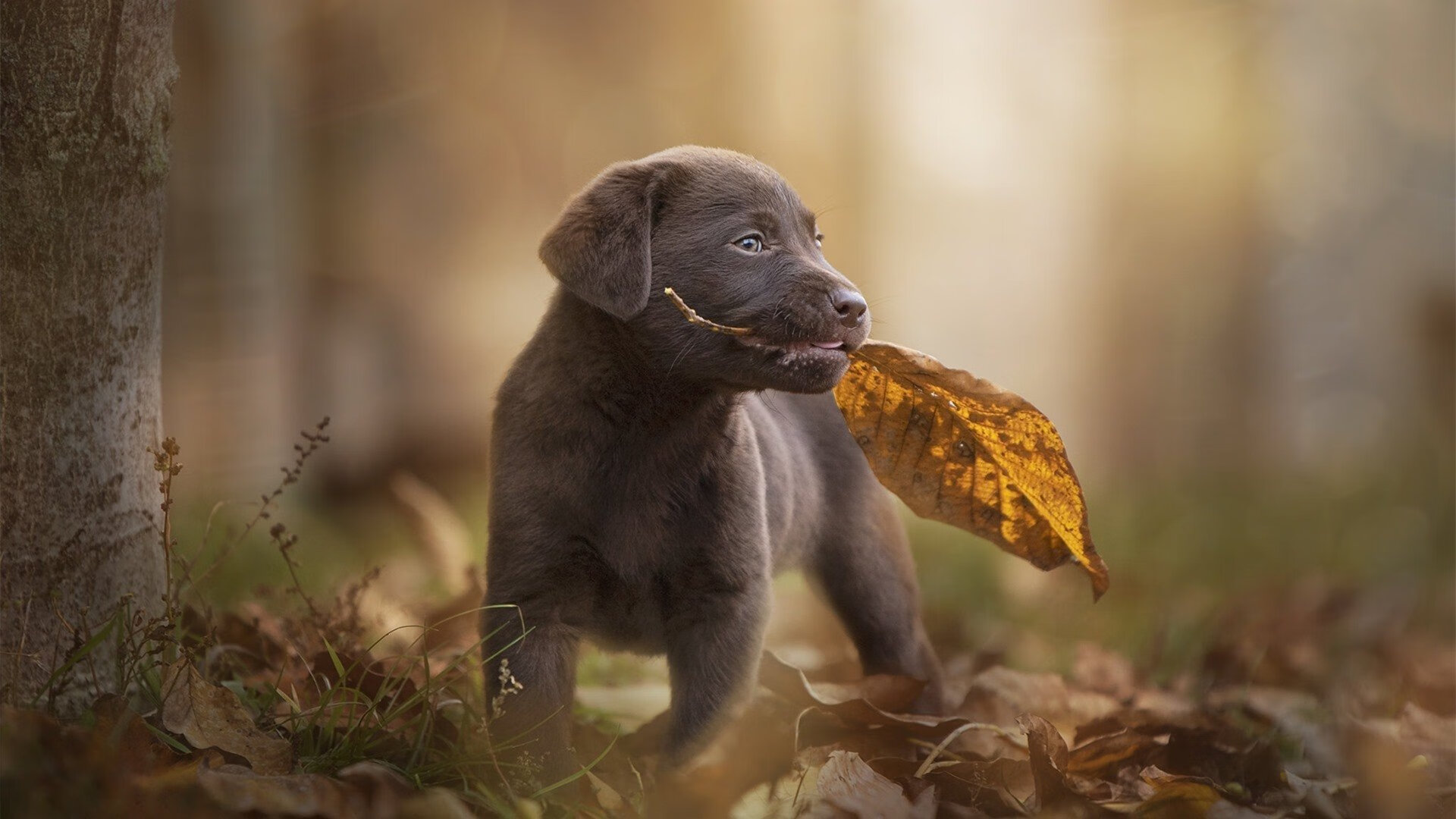 开云app-男篮外线命中率显著提升战术体系日趋成熟高效，男篮内线