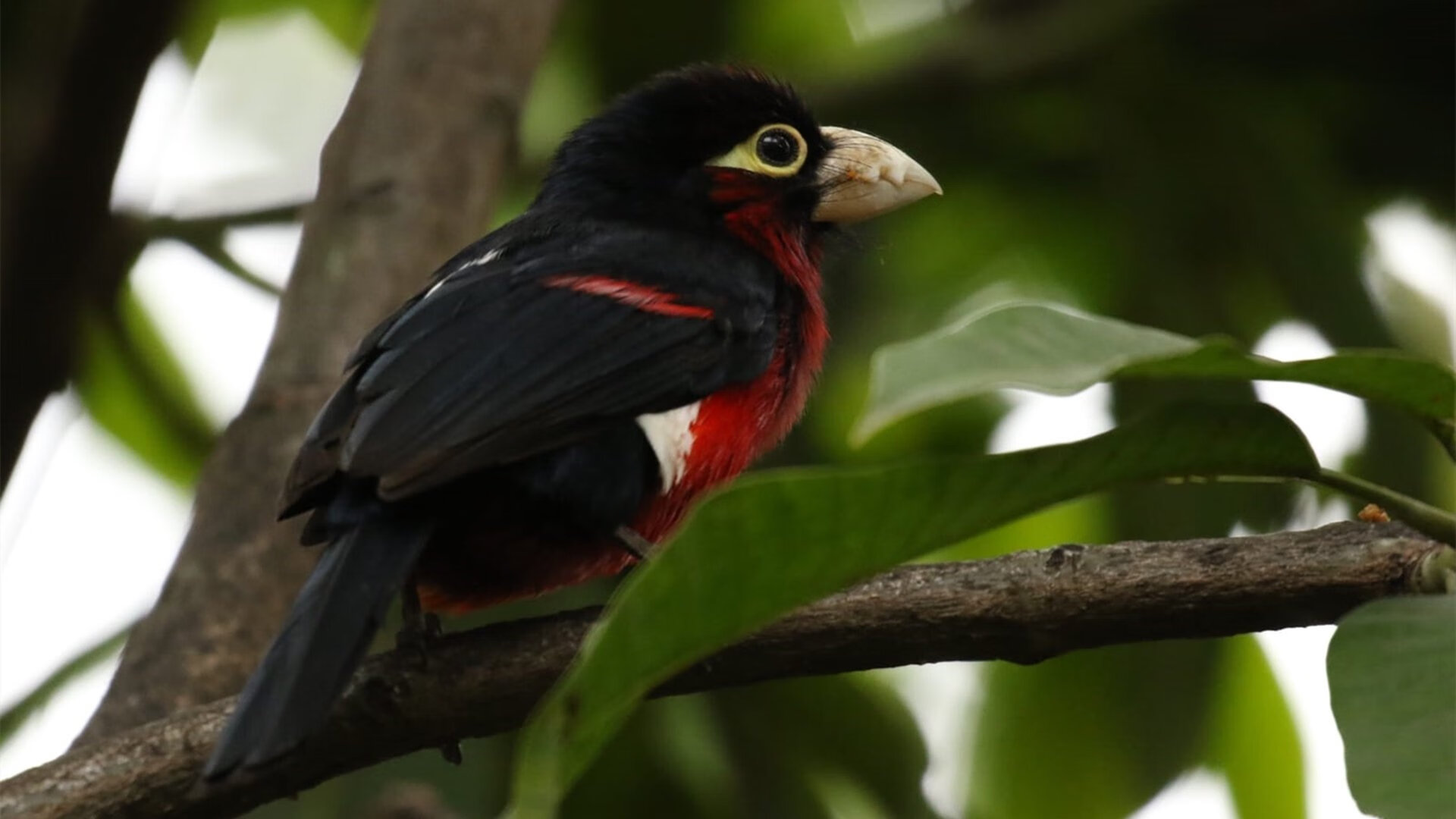英超激烈冲刺：最后几场决定冠军归属！，英超收官