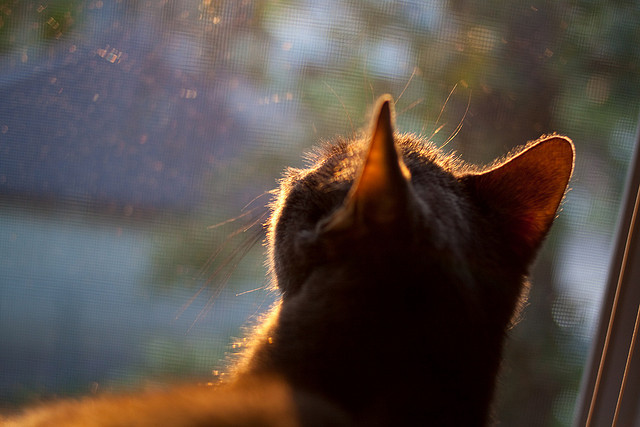 詹姆斯·奥康纳成为袋鼠队的节奏掌控者,詹姆斯.奥康纳
